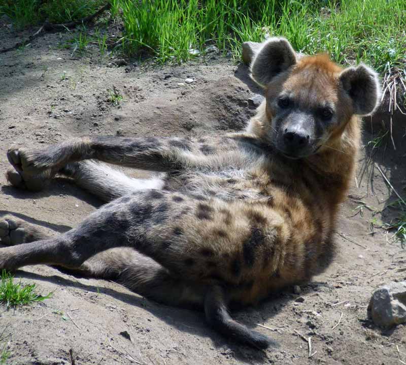 Hoe fotografeer je dieren?