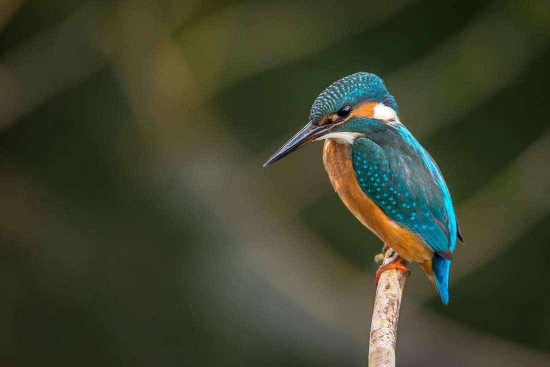 Hoe fotografeer je dieren?