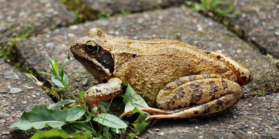 Hoe fotografeer je dieren?